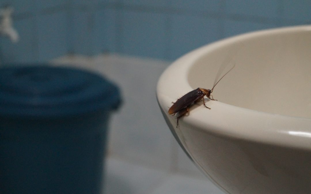 Deblattizzazione per ambienti domestici: ecco come evitare l’invasione di ospiti sgraditi